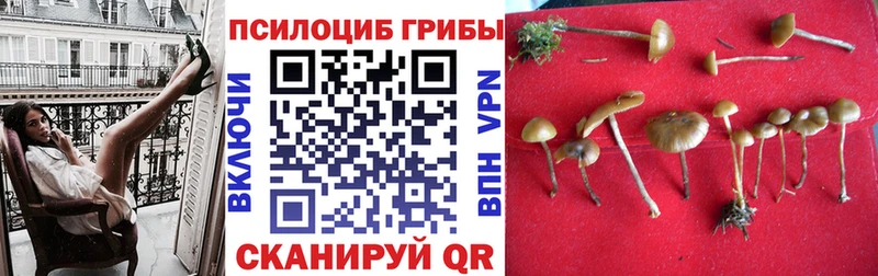 хочу наркоту  Спасск-Дальний  Псилоцибиновые грибы MAGIC MUSHROOMS 