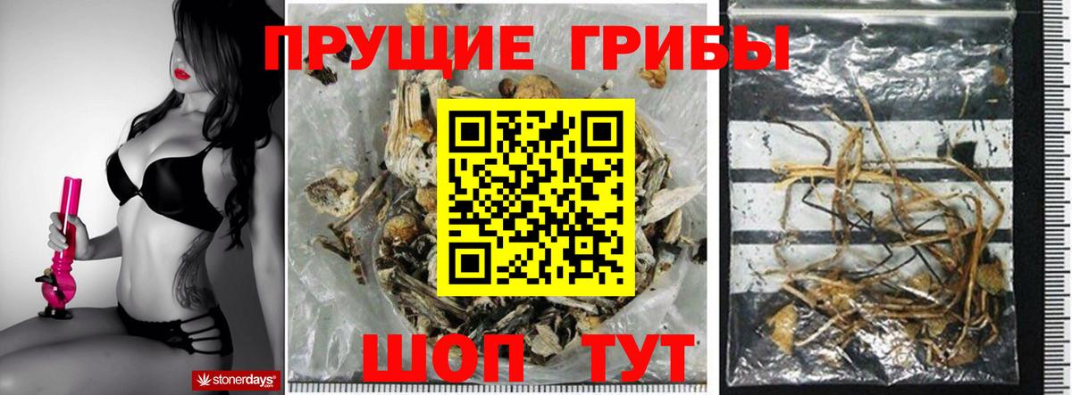 Галлюциногенные грибы Psilocybe  Спасск-Дальний  Галлюциногенные грибы Cubensis 